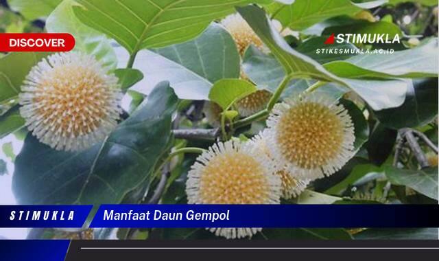 Temukan 8 Manfaat Daun Gempol untuk Kesehatan dan Kecantikan Anda