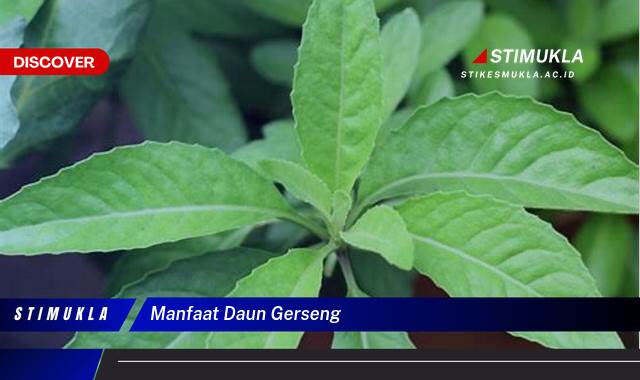 8 Manfaat Daun Gerseng untuk Kesehatan dan Kecantikan