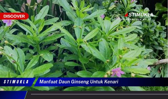 Inilah 8 Manfaat Daun Ginseng untuk Kenari, Meningkatkan Stamina dan Kicauan Inilah 8 Manfaat Daun Ginseng untuk Kenari, Meningkatkan Stamina dan Kicauan