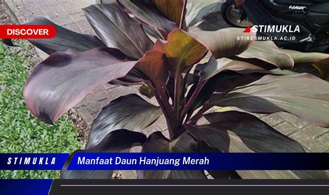 Ketahui 10 Manfaat Daun Hanjuang Merah untuk Kesehatan Tubuh Anda