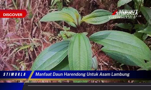 Ketahui 8 Manfaat Daun Harendong untuk Asam Lambung, Redakan Maag Secara Alami