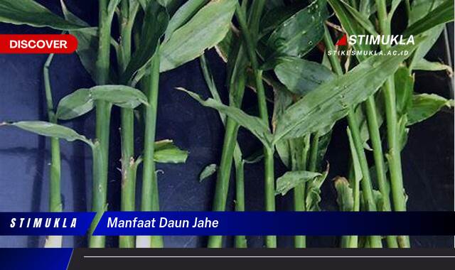 8 Manfaat Daun Jahe Temukan Khasiat Tersembunyi