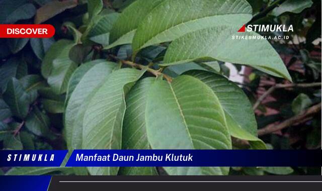 9 Manfaat Daun Jambu Klutuk Atasi Diare Secara Alami