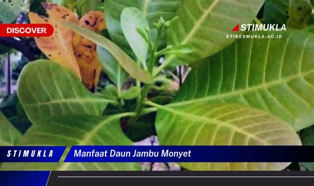 Inilah 10 Manfaat Daun Jambu Monyet untuk Kesehatan dan Kecantikan