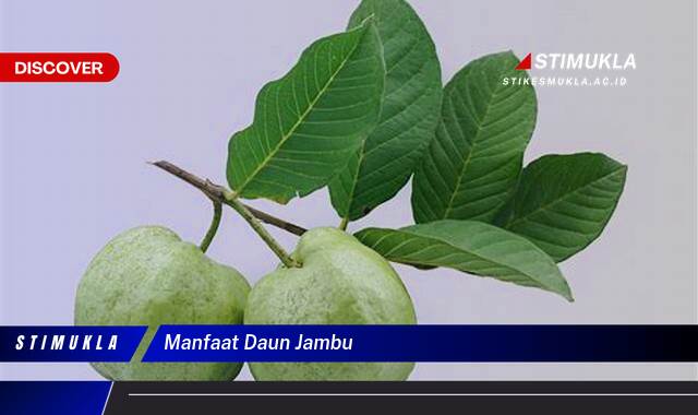 Ketahui 10 Manfaat Daun Jambu Biji untuk Kesehatan Tubuh Anda Ketahui 10 Manfaat Daun Jambu Biji untuk Kesehatan Tubuh Anda