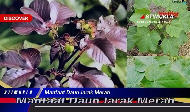 Ketahui 8 Manfaat Daun Jarak Merah untuk Kesehatan Anda Secara Lengkap