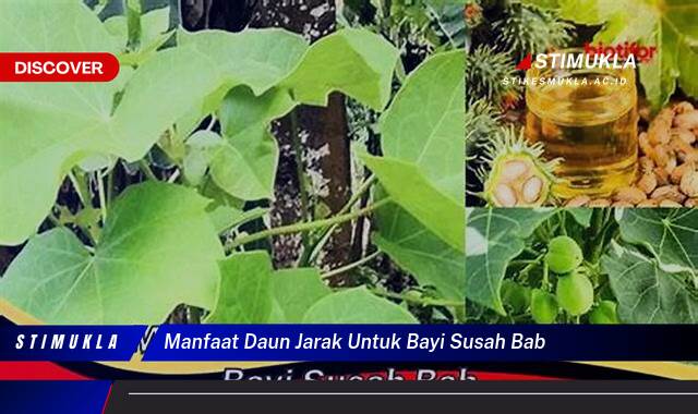 9 Manfaat manfaat daun jarak untuk bayi susah bab Alami & Efektif