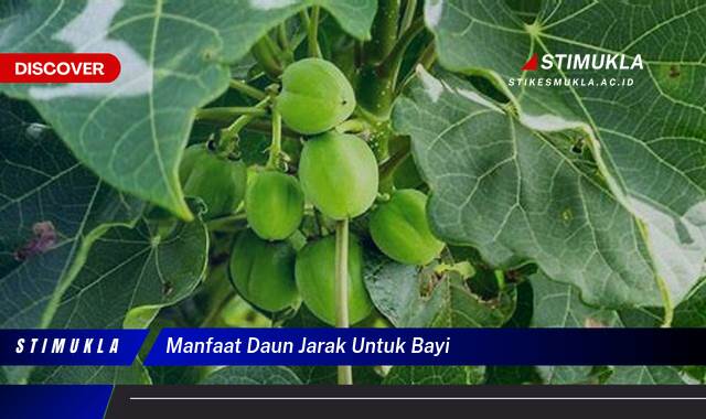 Ketahui 9 Manfaat Daun Jarak untuk Bayi, Amankah dan Bagaimana Cara Penggunaannya? Ketahui 9 Manfaat Daun Jarak untuk Bayi, Amankah dan Bagaimana Cara Penggunaannya?