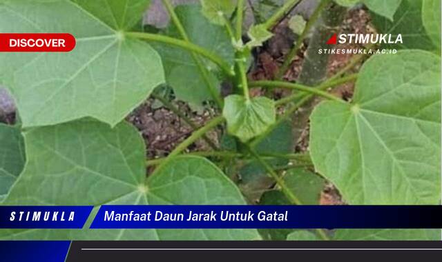 Temukan 9 Manfaat Daun Jarak Untuk Gatal, Redakan Gatal Secara Alami