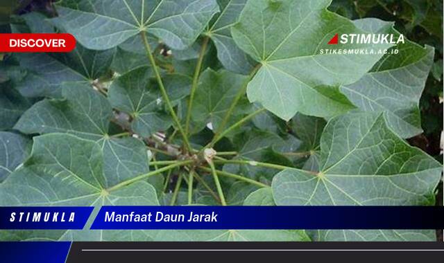 Ketahui 10 Manfaat Daun Jarak untuk Kesehatan Tubuh Anda Ketahui 10 Manfaat Daun Jarak untuk Kesehatan Tubuh Anda