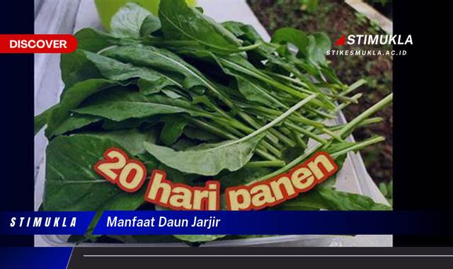 Ketahui 10 Manfaat Daun Jarjir untuk Kesehatan Tubuh Anda