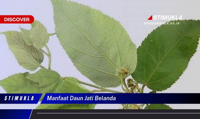 Ketahui 8 Manfaat Daun Jati Belanda untuk Menurunkan Berat Badan Secara Alami dan Efektif