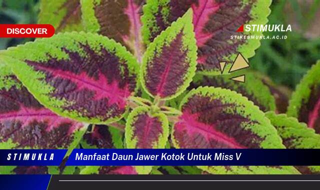 Ketahui 9 Manfaat Daun Jawer Kotok untuk Miss V, Atasi Keputihan dan Gatal