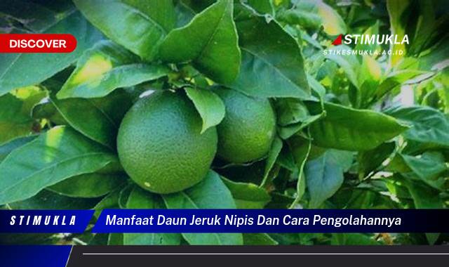 Temukan 9 Manfaat Daun Jeruk Nipis dan Cara Pengolahannya untuk Kesehatan