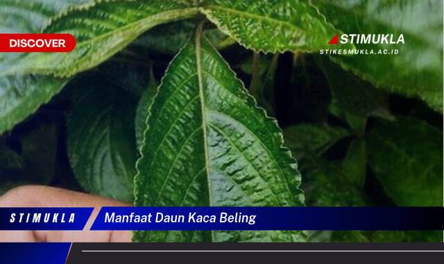 Ketahui 10 Manfaat Daun Kaca Beling untuk Kesehatan Anda Ketahui 10 Manfaat Daun Kaca Beling untuk Kesehatan Anda