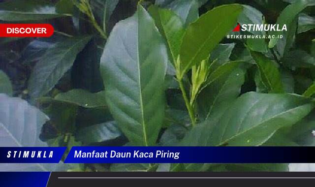 Ketahui 8 Manfaat Daun Kaca Piring untuk Kesehatan Tubuh Anda