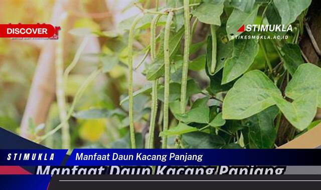 Ketahui 9 Manfaat Daun Kacang Panjang untuk Kesehatan, Kecantikan, dan Cara Mengolahnya