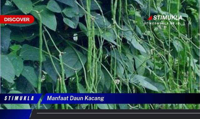 9 Manfaat Daun Kacang untuk Kesehatan Tubuh