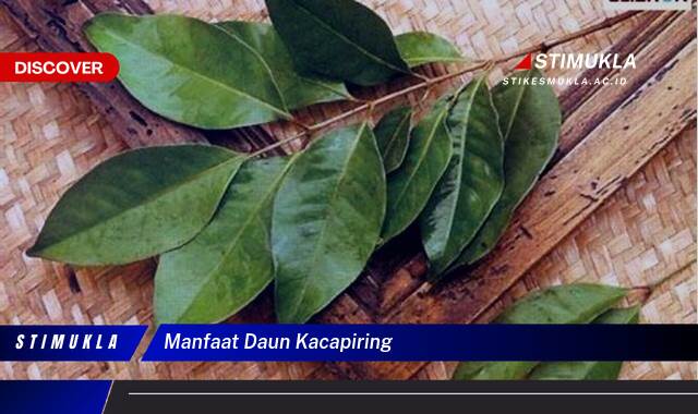 8 Manfaat Daun Kacapiring, Ungkap Khasiat Tersembunyi