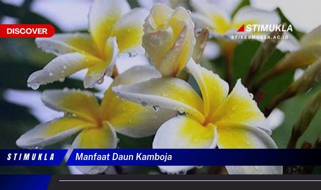 9 Manfaat manfaat daun kamboja Ungkap Khasiatnya untuk Kesehatan