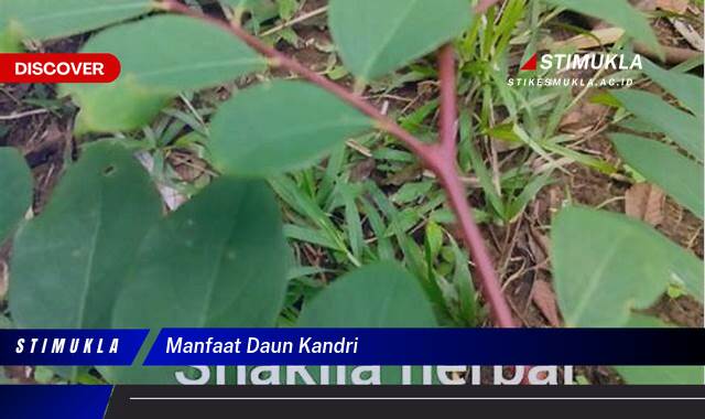 Temukan 8 Manfaat Daun Kandri untuk Kesehatan Anda