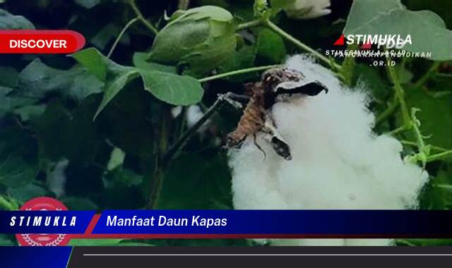 Temukan 9 Manfaat Daun Kapas untuk Kesehatan dan Kecantikan