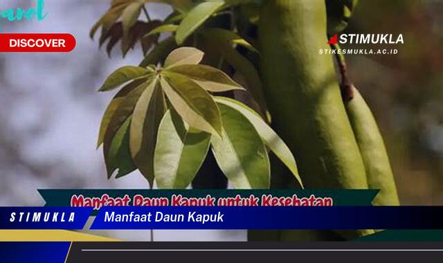 Ketahui 9 Manfaat Daun Kapuk untuk Kesehatan, Kecantikan, dan Lainnya