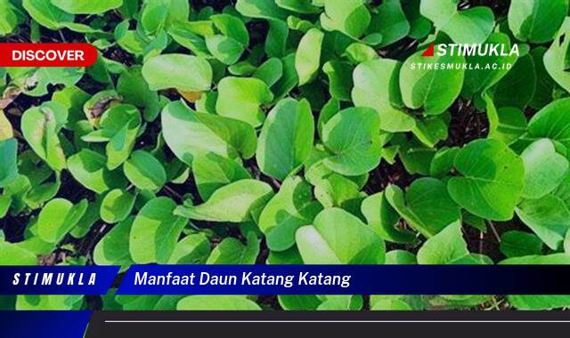 9 Manfaat Daun Katang Katang, Rahasia Kesehatan Alami Terungkap
