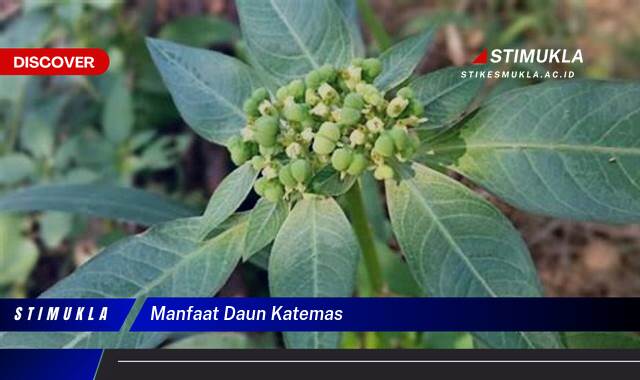 9 Manfaat Daun Katemas Ungkap Khasiat Tersembunyi