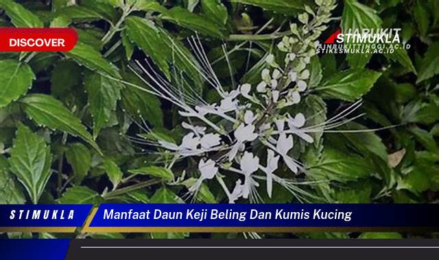 Inilah 9 Manfaat Daun Keji Beling dan Kumis Kucing untuk Kesehatan Anda