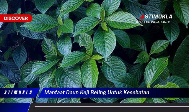 Temukan 10 Manfaat Daun Keji Beling untuk Kesehatan Tubuh Anda