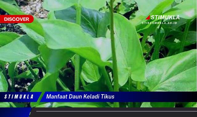 8 Manfaat manfaat daun keladi tikus Ungkap Khasiat Tersembunyi