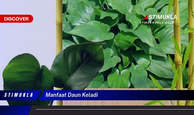 Ketahui 9 Manfaat Daun Keladi untuk Kesehatan dan Kecantikan Anda