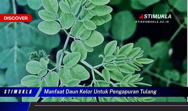 9 Manfaat Daun Kelor untuk Pengapuran Tulang Temukan Rahasia Kekuatan Alami