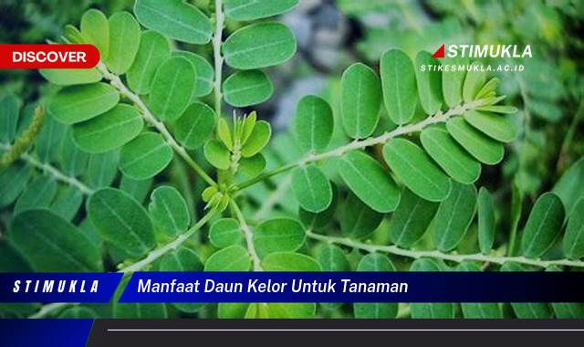 10 Manfaat manfaat daun kelor untuk tanaman Suburkan Serta Lindungi Optimal
