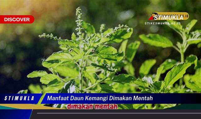 Ketahui 8 Manfaat Daun Kemangi Dimakan Mentah untuk Kesehatan Anda