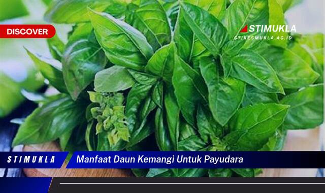 8 Manfaat Daun Kemangi untuk Payudara, Kencang, Sehat, dan Indah Alami