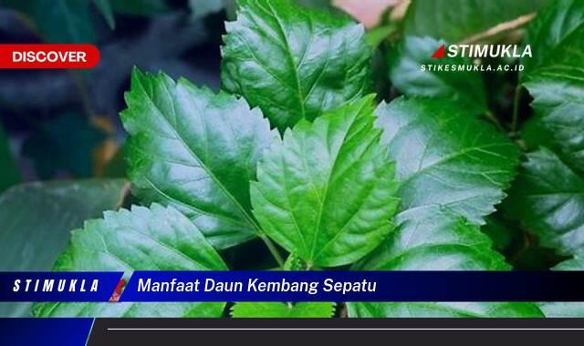 Ketahui 9 Manfaat Daun Kembang Sepatu untuk Kesehatan Tubuh Anda