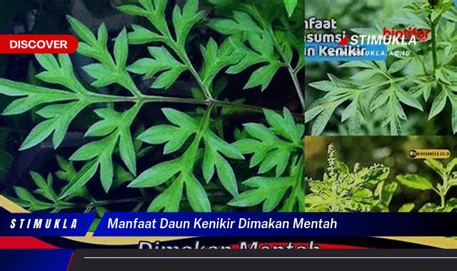 Temukan 9 Manfaat Daun Kenikir Dimakan Mentah untuk Kesehatan, Kecantikan, dan Imunitas