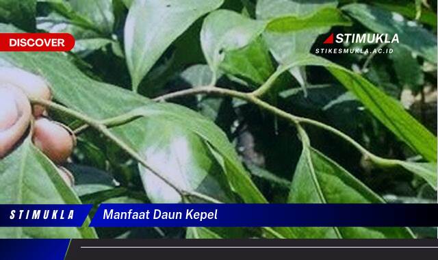 Temukan 8 Manfaat Daun Kepel untuk Kesehatan dan Kecantikan