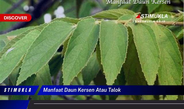 Inilah 10 Manfaat Daun Kersen atau Talok untuk Kesehatan dan Kecantikan Anda