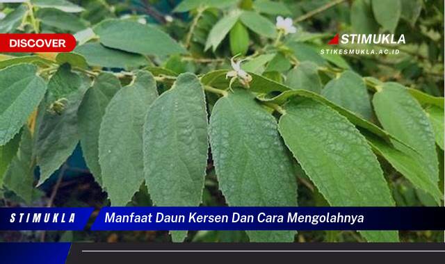 10 Manfaat manfaat daun kersen dan cara mengolahnya Temukan Khasiatnya Sekarang!