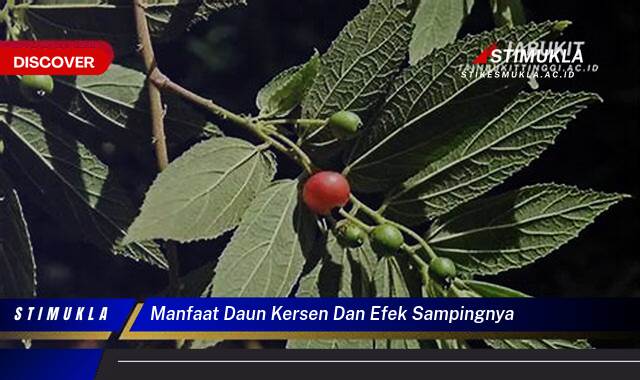 Temukan 8 Manfaat Daun Kersen dan Efek Sampingnya untuk Kesehatan Anda