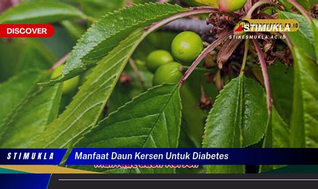 Ketahui 8 Manfaat Daun Kersen untuk Mengontrol Diabetes Secara Alami Ketahui 8 Manfaat Daun Kersen untuk Mengontrol Diabetes Secara Alami