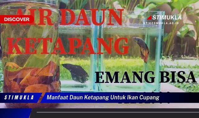 Ketahui 9 Manfaat Daun Ketapang untuk Ikan Cupang, Meningkatkan Kesehatan dan Kecantikan Ketahui 9 Manfaat Daun Ketapang untuk Ikan Cupang, Meningkatkan Kesehatan dan Kecantikan