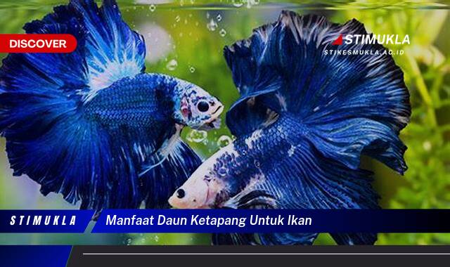 Ketahui 8 Manfaat Daun Ketapang untuk Ikan Hias, Kesehatan, Warna, dan Pembiakan Ketahui 8 Manfaat Daun Ketapang untuk Ikan Hias, Kesehatan, Warna, dan Pembiakan