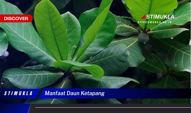 Ketahui 8 Manfaat Daun Ketapang untuk Ikan Hias, Kesehatan, Warna, dan Cara Penggunaannya