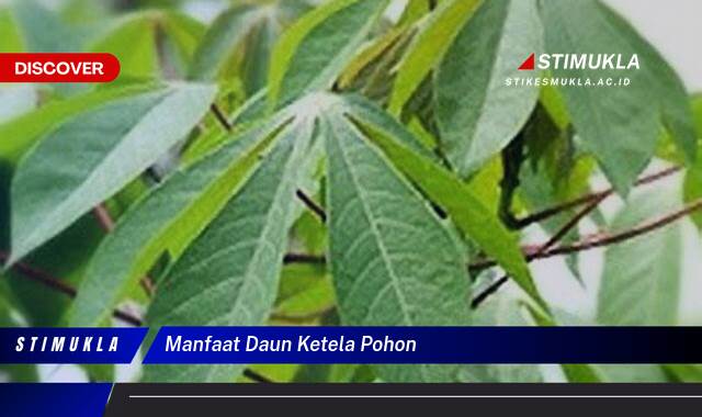 Temukan 10 Manfaat Daun Ketela Pohon untuk Kesehatan dan Kecantikan Anda