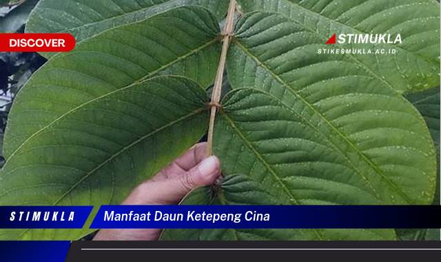 9 Manfaat Daun Ketepeng Cina untuk Kesehatan dan Kecantikan