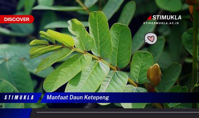 Ketahui 9 Manfaat Daun Ketepeng untuk Mengatasi Masalah Kulit Seperti Gatal, Eksim, dan Kurap Ketahui 9 Manfaat Daun Ketepeng untuk Mengatasi Masalah Kulit Seperti Gatal, Eksim, dan Kurap